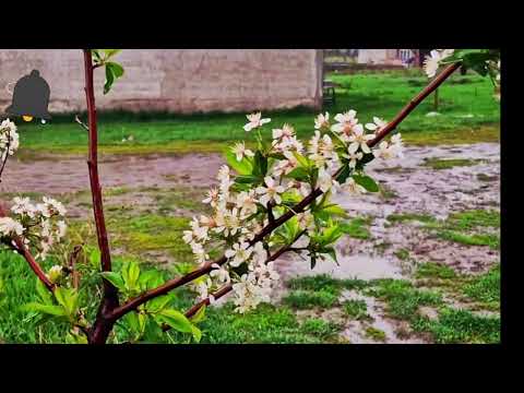 Видео: Красота природы #весна #рекомендации #рек #шортс 