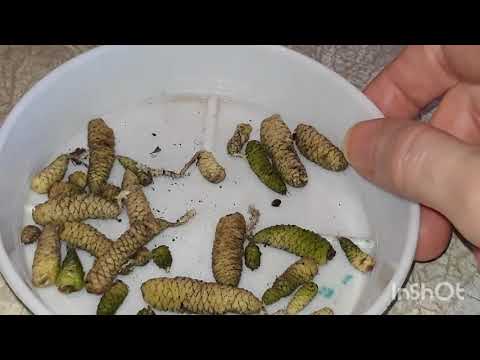 Видео: АХИМЕНЕС. Что делать с ризомами ахименеса после доставки почтой. Как их хранить?