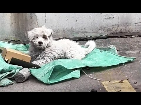 Видео: Больной, брошенный щенок спит на парковке, ожидая возвращения хозяина.
