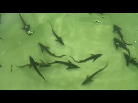 Видео: Подростковая система для осетра.