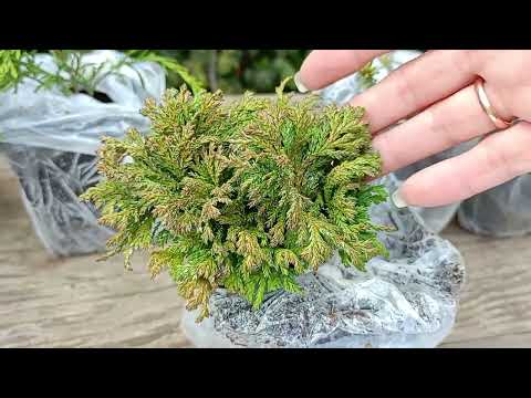 Видео: Розпаковка посилки від Бережнюків. Огляд і короткий опис рослин.