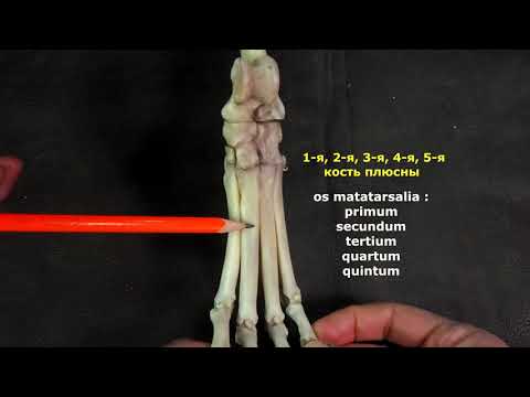 Видео: кости стопы домашних животных (заплюсны, плюсны, пальцев)
