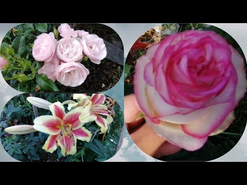 Видео: А счастье, в садах где-то, бывает разного цвета! 🌹🌸🌺🌹#розы #цветениероз #уральскиерозы
