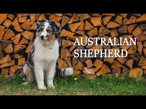Видео: Отпуск с щенком австралийской овчарки [Australian Shepherd]