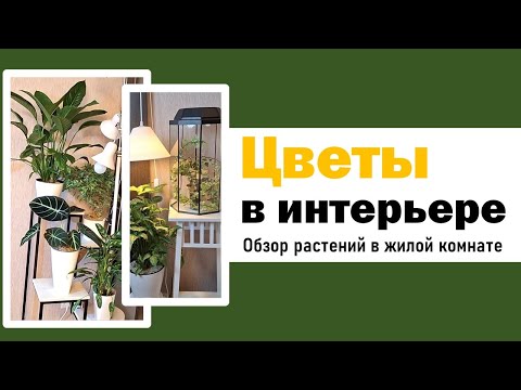 Видео: Как разместить цветы в интерьере. Обзор цветов: алоказия, спатифиллум, аглаонема, сингониум, драцена