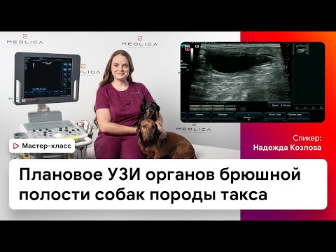 Видео: Плановое УЗИ органов брюшной полости собак породы такса
