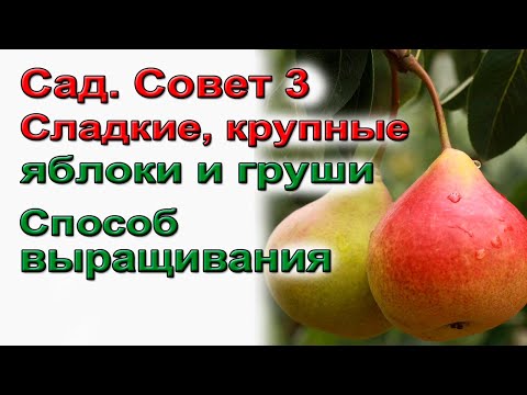 Видео: Способ получить крупные и сладкие яблоки и груши.