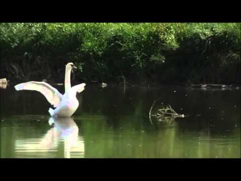 Видео: Кыр казлары