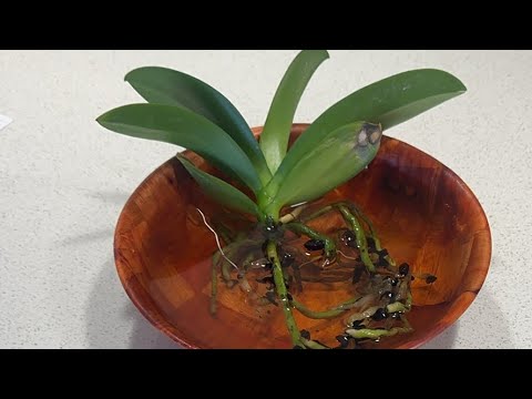 Видео: Дана Yussupbek is live! Приготовлю Голубцы, Шашлык из Баранины Дома и Посажу Орхидею🌹🤲🥩💪🥩🦁