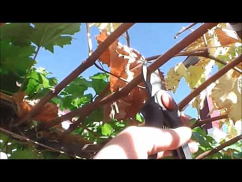 Видео: Некоторые элементы обрезки винограда (продолжение)