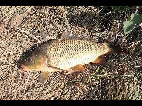 Видео: СИРОТА САЗАНСКАЯ.