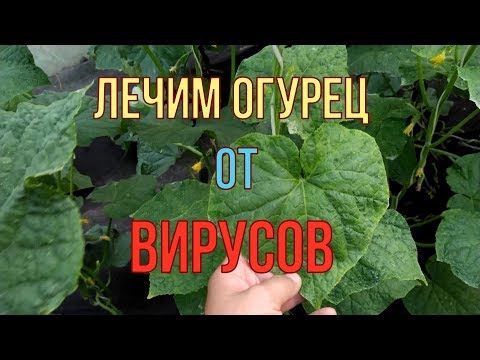 Видео: ВИРУС НА ОГУРЦЕ!!! ИСПОЛЬЗУЕМ ЭТОТ МЕТОД