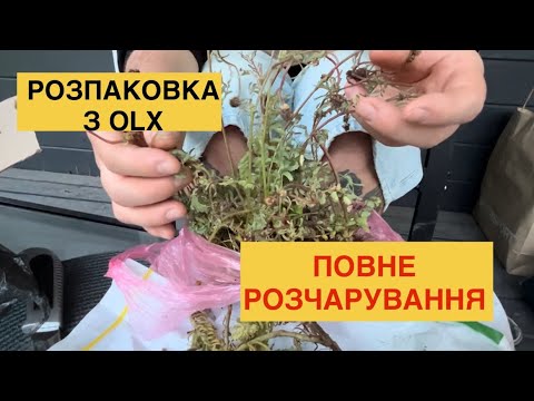 Видео: Розпаковка рослин з OLX / повне розчарування #olx #дача #садівництво #розпаковка