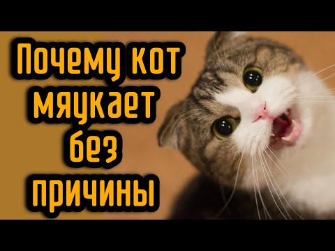 Видео: Почему кот мяукает без причины