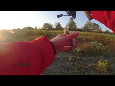 Видео: #280 | Мормышинг | Микро речка | Осенняя плотва |