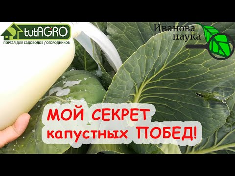 Видео: ЗАВЯЖУТСЯ ВСЕ КОЧАНЫ и ГОЛОВКИ! ВСЯ КАПУСТА ОШЕЛОМИТ УРОЖАЕМ! УНИКАЛЬНЫЙ РЕЦЕПТ ФИРМЕННОЙ ПОДКОРМКИ.