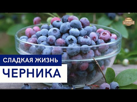 Видео: Черника \ Кныш из черники \ Рецепты варенья \ Сладкая жизнь