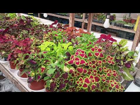 Видео: Мои любимые колеусы в конце января.