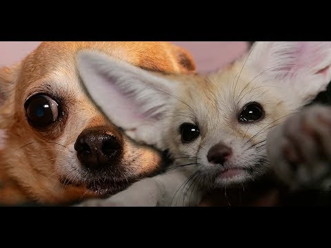 Видео: Не пытайтесь спрятаться под одеялом! Они Вас найдут!