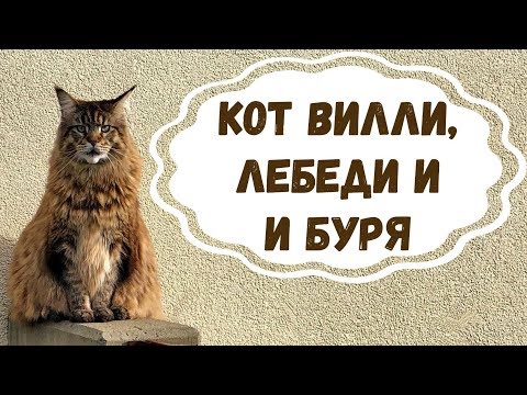 Видео: Кот Вилли,  Лебеди и Буря