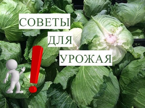Видео: Выращивание Капусты. Это Должен Помнить Каждый!