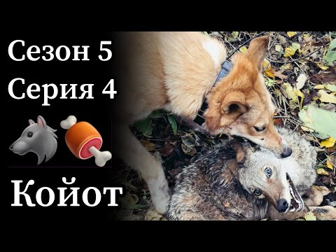 Видео: Лайки добыли койота. А мы его съели! Бон аппетит, чо!