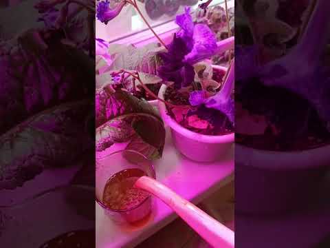 Видео: 2 ноября 2025 г.