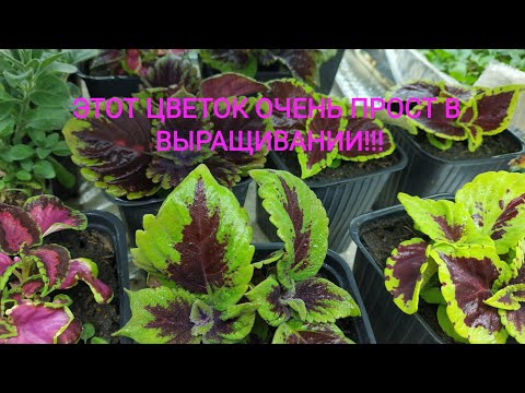 Видео: КОЛЕУСЫ УКОРЕНИЛИСЬ ОТЛИЧНО!!! НАШ ОПЫТ! ПОСМОТРИТЕ!!!