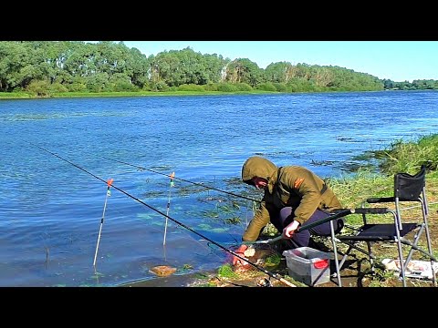 Видео: Ловля леща на короткие поводки! Рыбалка на донки! Рыбалка на Оке!