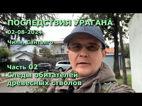 Видео: ПОСЛЕДСТВИЯ УРАГАНА - 02 Следы обитателей древесных стволов #Чили#ураган#шмели#гнездаптиц#деревья