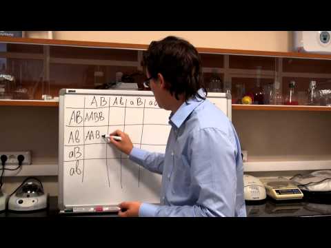 Видео: Генетика. Дигибридное скрещивание (часть 1)