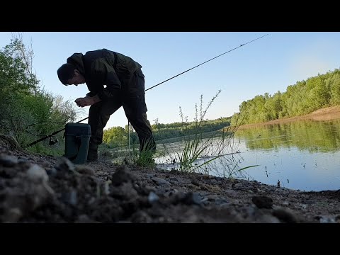 Видео: Рыбалка на куриную печень (часть 2). Два сильных соперника