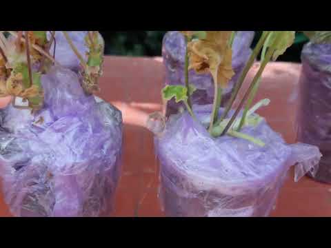 Видео: Обзор Долгожданной посылки с Пеларгониями) Посылка шла 2 недели