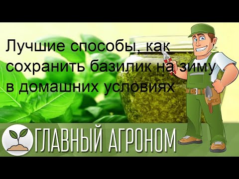 Видео: Лучшие способы, как сохранить базилик на зиму в домашних условиях