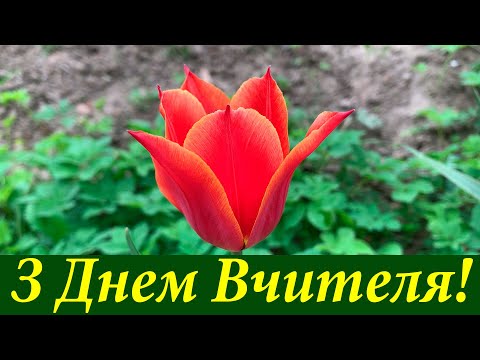 Видео: Вітання з Днем Вчителя! День Вчителя! Музичне вітання з Днем Працівників Освіти! Вітання для Вчителя