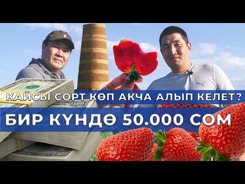 Видео: Эчким ИШЕНБЕЙТ, бирок бул ЧЫНДЫК! 7-гектар КУЛПУНАЙ! Орусияга ЧОҢ АКЧАГА САТАТ! #КлубМалина