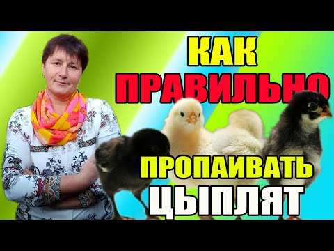 Видео: Как правильно пропаивать цыплят с первых дней жизни.