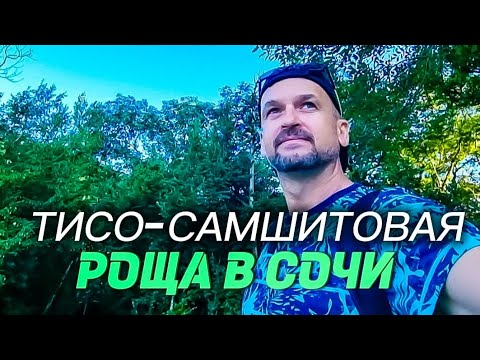 Видео: ТИСО-САМШИТОВАЯ РОЩА большое кольцо и радость и печаль #сочи #хоста