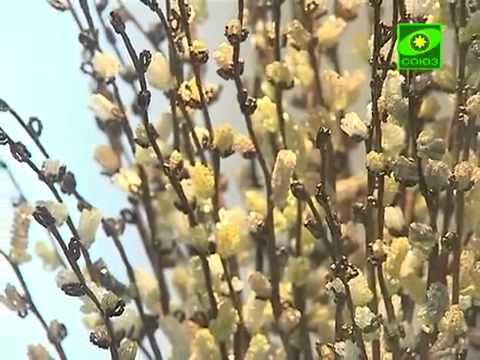 Видео: 14. Выставка в музее, работы из бисера.