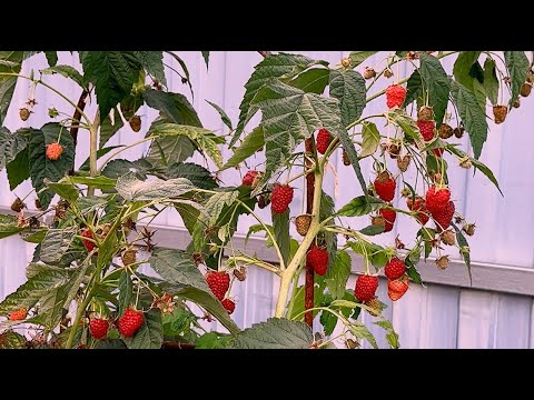 Видео: НЕ ПРОПУСТИ! ОСЕННЯЯ ПОДКОРМКА РЕМОНТАНТНОЙ МАЛИНЫ ДЛЯ ЛУЧШЕЙ ЗИМОВКИ!