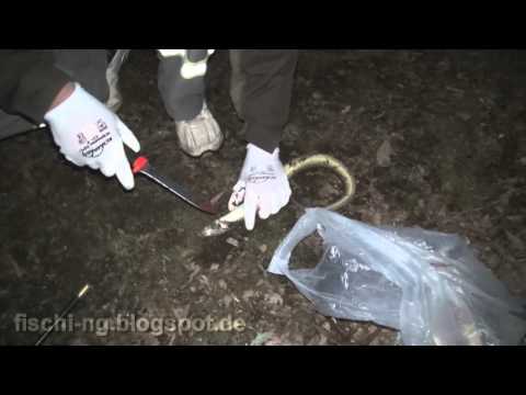 Видео: Рыбалка в Германии - 17  Отчет о ночной рыбалке на угря 26.05 - eel fishing