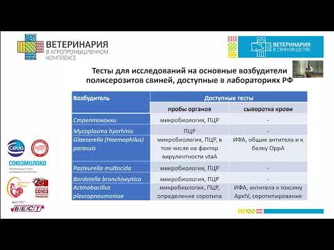 Видео: Кукушкин С.А. Полисерозиты свиней: причины, дифференциальная диагностика, пути решения проблемы.
