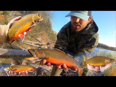 Видео: БЫСТРАЯ ЛОВКА ОСЕННЕЙ РУЧНОЙ ФОРЕЛИ!! (Поймай, приготовь, поставь в лагерь)