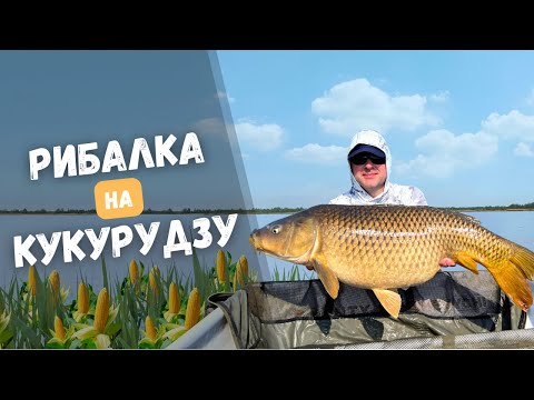 Видео: Короп на кукурудзу. Рибалка де клює ВЕЛИКИЙ КАРП. Озеро КРИЧЕВИЧІ