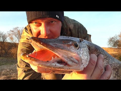 Видео: Рыбалка с БЕРЕГА на Спиннинг Осенью! Щука на Джиг