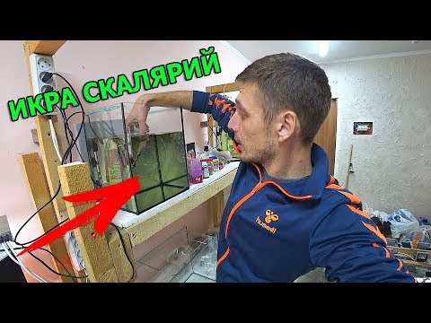 Видео: КАК Я ЗАБРАЛ ИКРУ У СКАЛЯРИЙ!!!