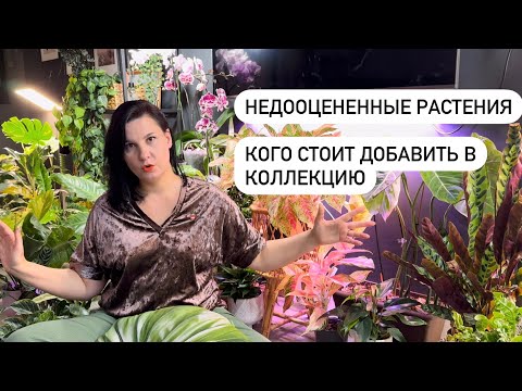 Видео: Недооцененные комнатные растения: кому надо дать шанс и купить в коллекцию