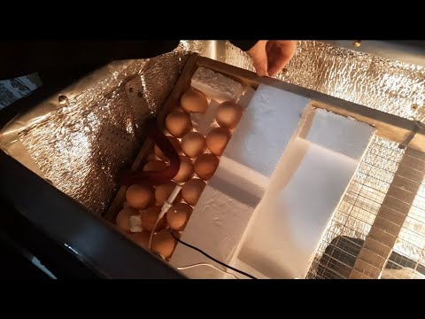 Видео: инкубаторға жұмыртқа салдым , қолдан инкубатор жасау !😁