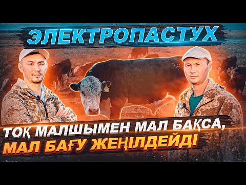 Видео: Электропастух | Тоқ бақташымен мал бағу | Тоқ малшы .