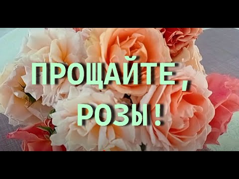 Видео: ПРОЩАЙТЕ, РОЗЫ!